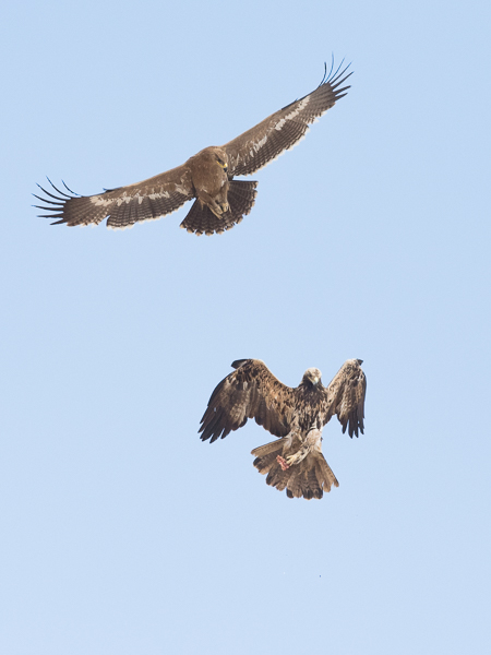 Keisarikotka, Eastern Imperial Eagle, Aquila heliaca
